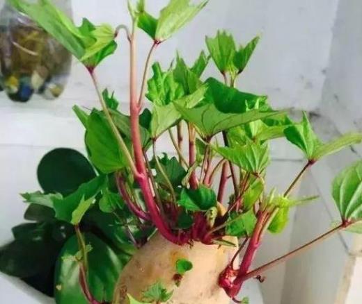 土豆发芽不能吃了就得扔掉?四种巧用发芽土豆的实用小妙招